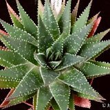 GASTERALOE (Xanthorrhoeaceae